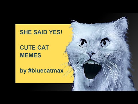 Ask The Question - She Said Yes - 7 Seconds of Positivity - Funny Cat Video Meme