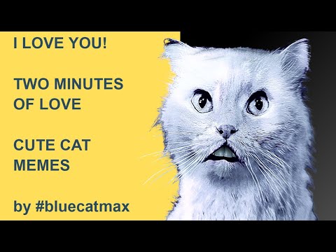 I LOVE YOU - Funny Cat MEMES [2022] by #bluecatmax