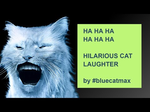 HAHAHHAHAH - Hilarious cat laughter - EPIC MEMES by #bluecatmax