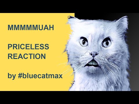 MMMMUAH - Funny Cat Memes by #bluecatmax - PRICELESS FACE at the end!