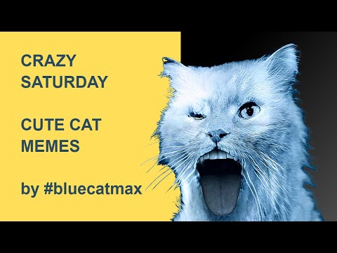 Crazy Saturday - Blue Cat Max