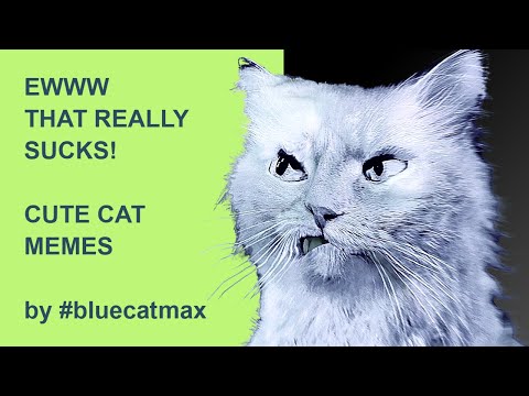 EWW - That really totally SUCKS - #bluecatmax EPIC CAT MEME (funny cat video)