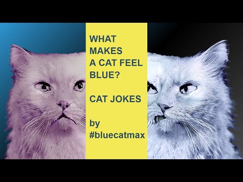 What Makes a Cat Feel Blue? - Blue and Pink Jokes