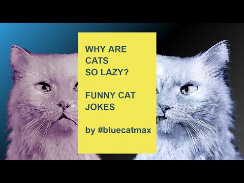 Why Are Cats So Lazy? - Funny Cats Videos 2022 # buecatmax