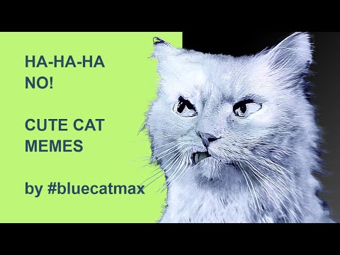 HA HA HA, NO! - Reaction Meme by Blue Cat Max