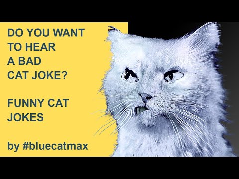 Do You Want to Hear A BAD CAT JOKE? Jokes by #bluecatmax [FUNNY CAT VIDEO] 2022