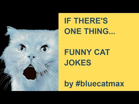 If Theres One Thing That Youd Like To Do All The Time.... Funny Cat Videos #bluecatmax reaction