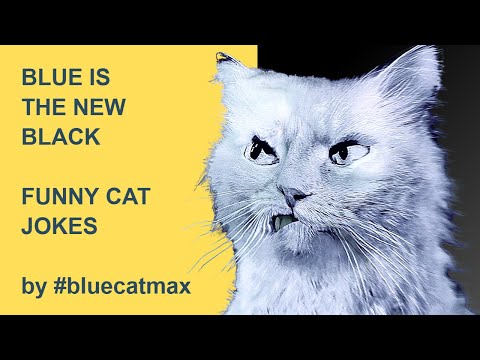 Blue is the New Black - Short Funny Video Reaction Meme Fails by #bluecatmax 2022