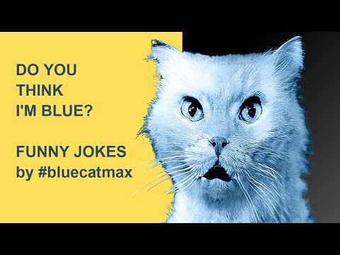 Do You Think I'm Blue? #bluecatmax funny video meme