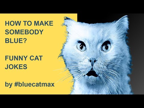 How To Make Somebody Blue? - Funny Cat Videos - Hilarious cat videos 2022 # bluecatmax
