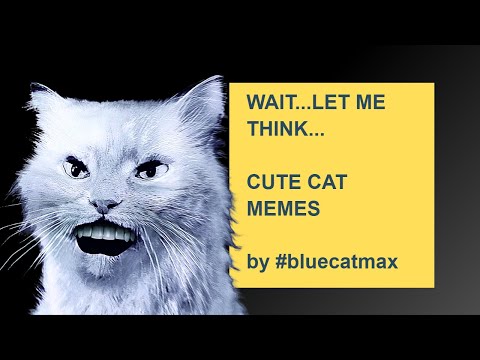 Wait, let me think…..NO! - By Blue Cat Max